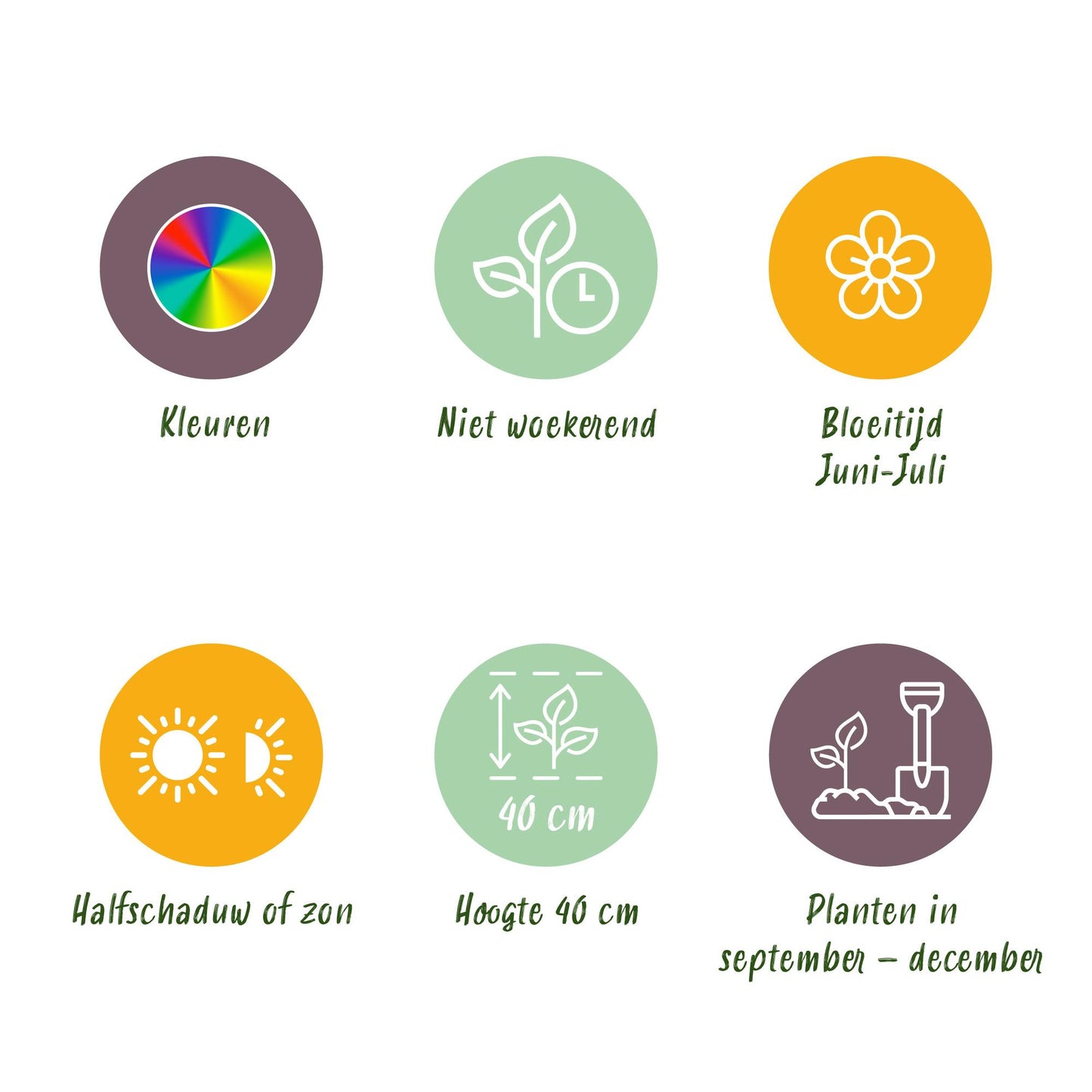 GreenboutiQ - Blumenzwiebeln - Ranunculus Pastel Mix - Bulbs Hardy Perennial - Verschiedene Farben - 40 Stück - Zwiebelgröße 5/6 - XXL Pack