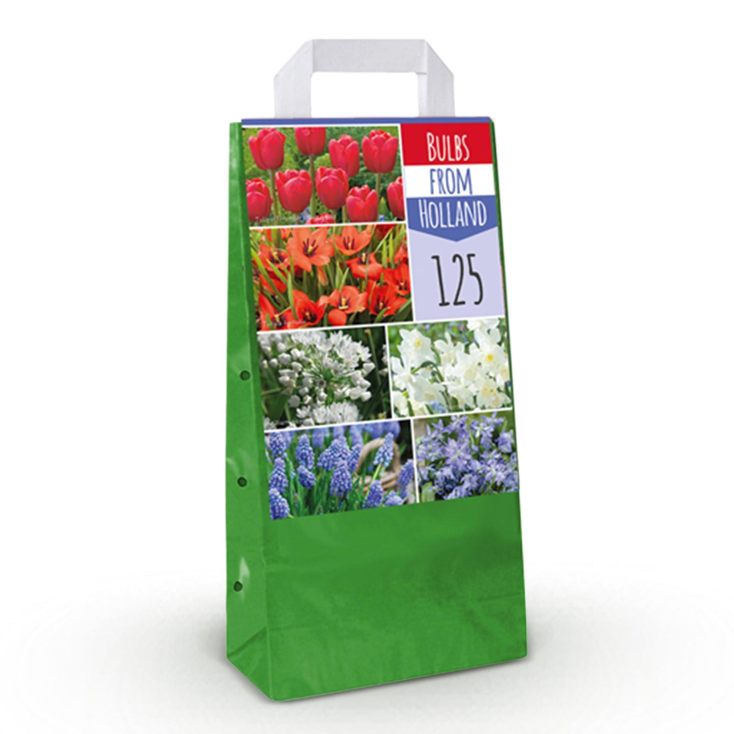 GreenboutiQ - Blumenzwiebeln - Zwiebeln aus Holland - Bulbs Hardy Perennial - Verschiedene Farben - 125 Stück - Geschenkverpackung