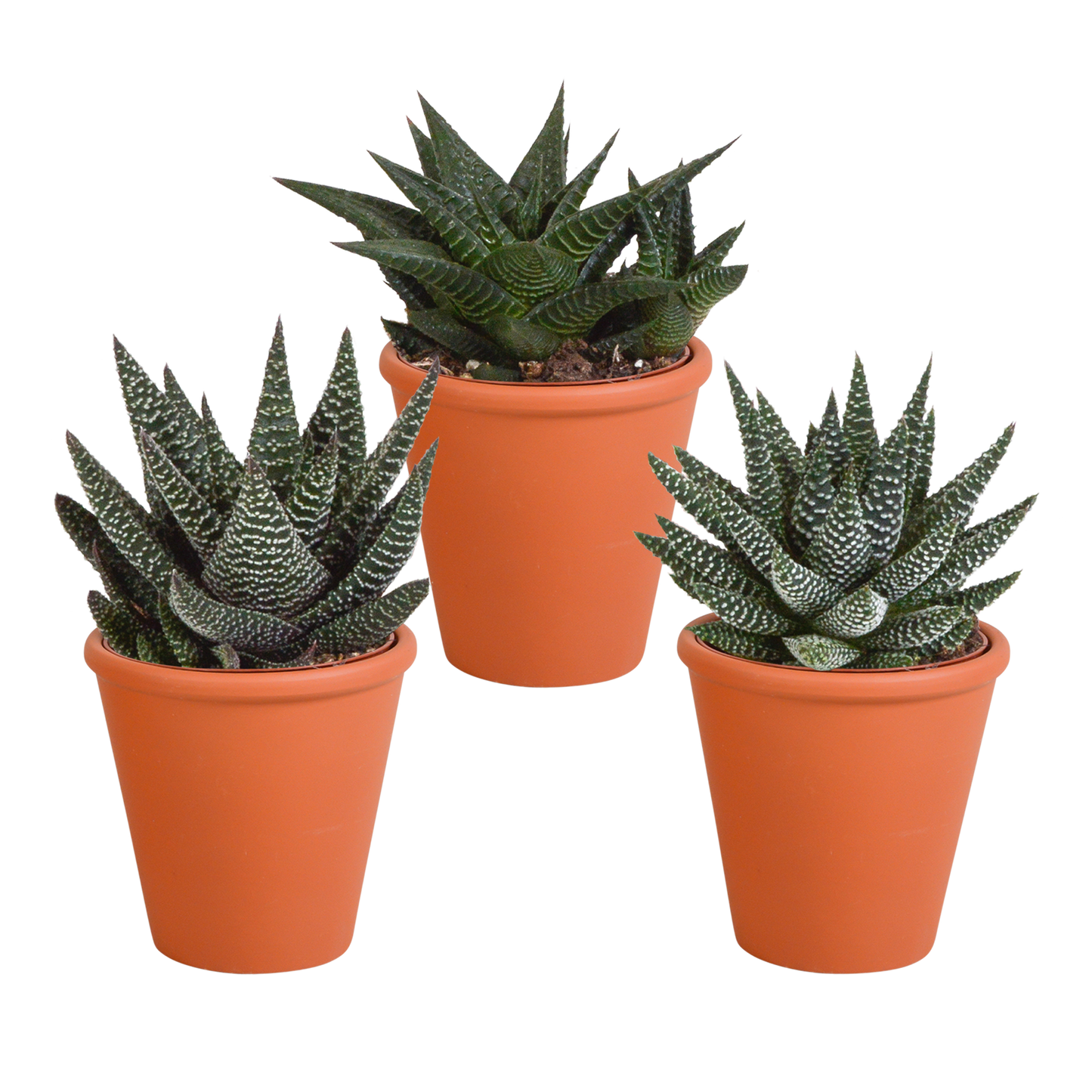 Gasteria/Haworthia-Mischung 8,5cm - 3x - in terracotta pot