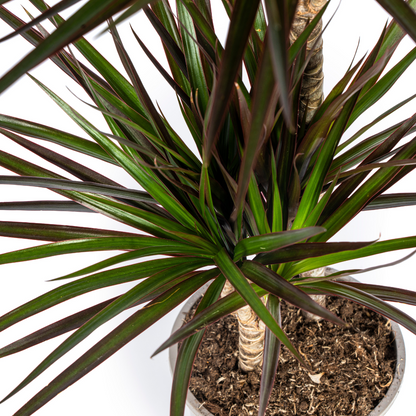 Dracaena Marginata Magenta Ø19cm - ↕70-90cm