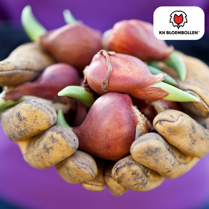 Tulpenbollen Catherina – 20 Stuks | KH Bloembollen® | Zuiver Witte Tulp – Tijdloos & Elegant – Voor Tuin of Pot – Maat 11/12 – Vers van de Teler