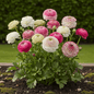GreenboutiQ - Blumenzwiebeln - Ranunculus Pastel Mix - Bulbs Hardy Perennial - Verschiedene Farben - 40 Stück - Zwiebelgröße 5/6 - XXL Pack