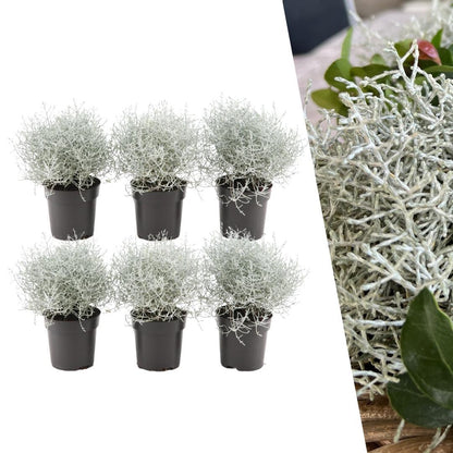 6x Calocephalus' - 10 cm Ø - 15 cm ↕