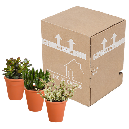 Crassula-Mix 8,5 cm - 3x - in terracotta pot
