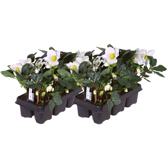 Helleborus niger ‘Christmas Carol’ – 12 Christrosen im Set (2 x Sixpack)