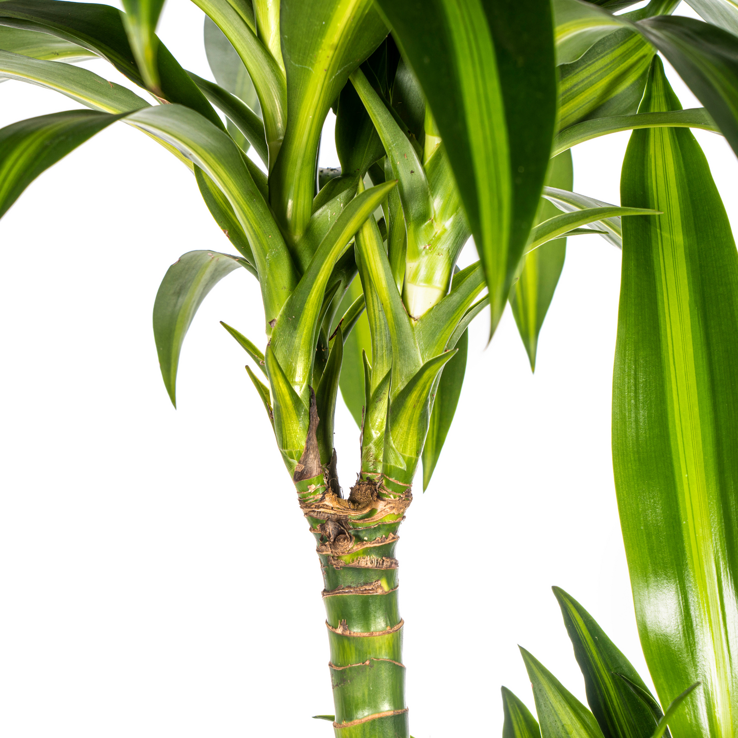 Dracaena Deremensis Hawaiian Sunshine mit Korb Ø24cm - ↕130 - 150cm