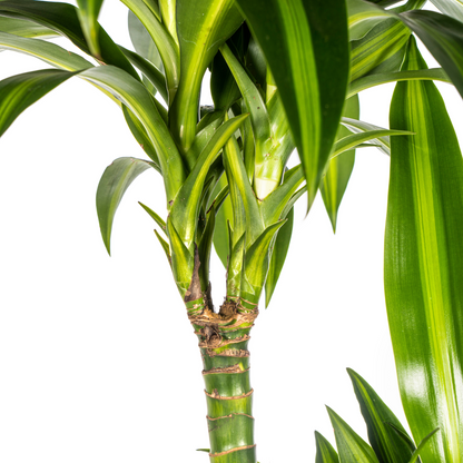 Dracaena Deremensis Hawaiian Sunshine mit Korb Ø24cm - ↕130 - 150cm
