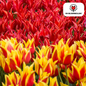 Tulpenbollen Fire Wings – 20 Stuks | KH Bloembollen® | Rood-Geel Gevlamde Tulp – Vurig & Opvallend – Voor Tuin of Pot – Maat 11/12 – Vers van de Teler