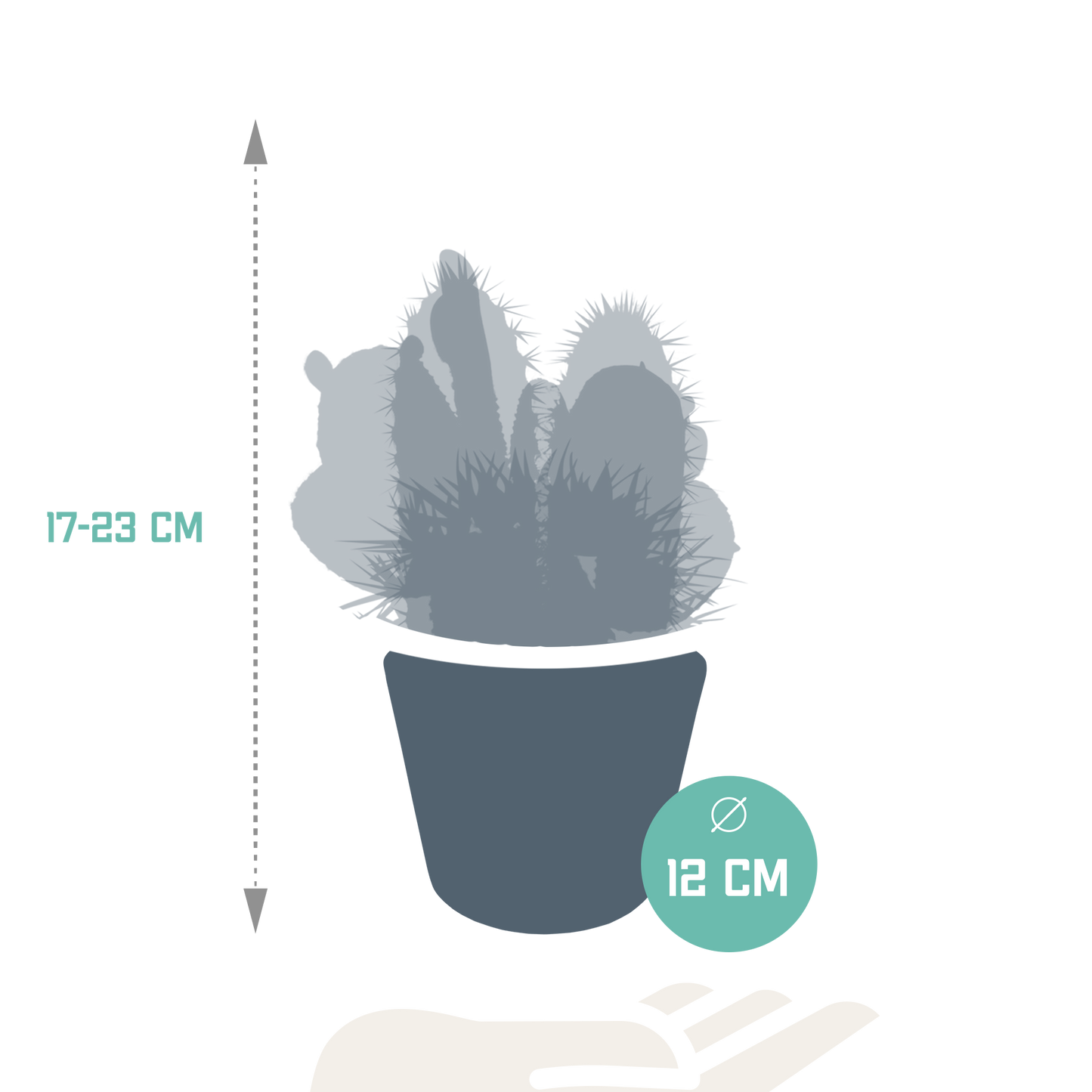 Kakteenmischung 10,5 cm - 3x - in witte pot