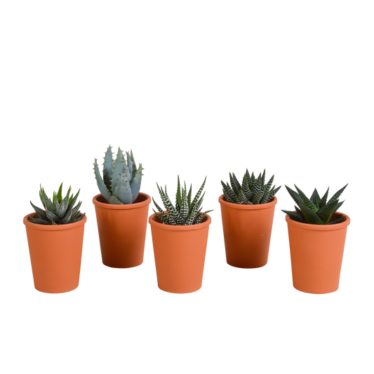 Gasteria/Haworthia-Mischung 5,5cm - 5x - in terracotta pot