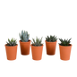 Gasteria/Haworthia-Mischung 5,5cm - 5x - in terracotta pot