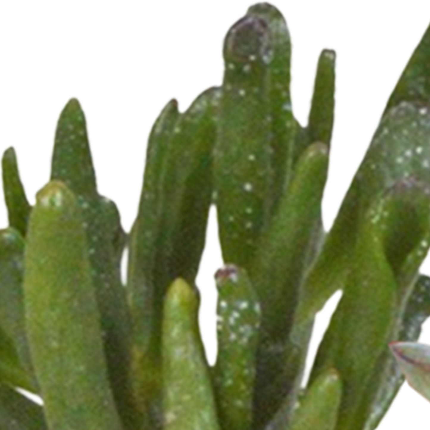 Cactus en vetplanten Mischung 5,5 cm | 15 stück - in witte pot