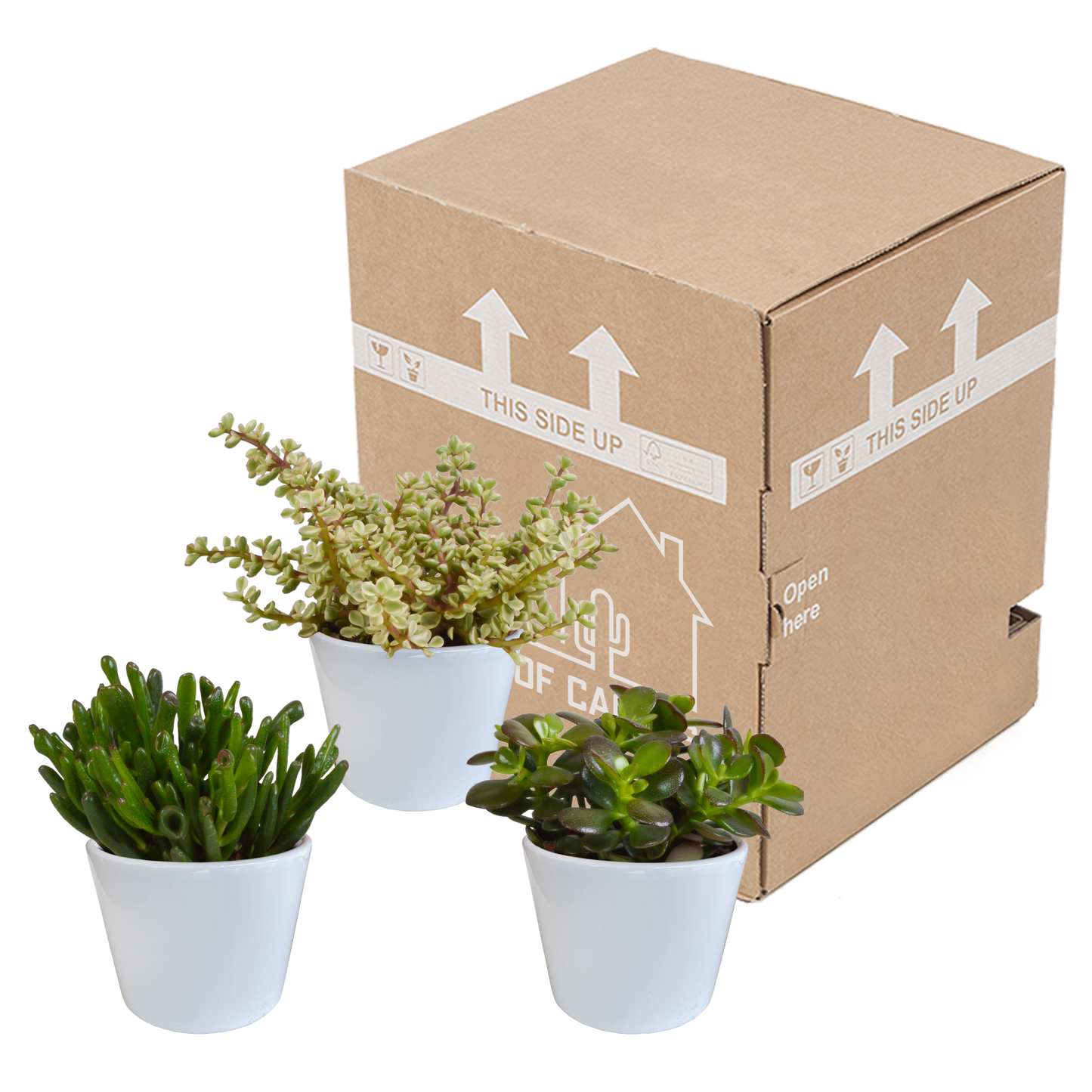 Crassula-Mischung 10,5 cm - 3x - in witte pot