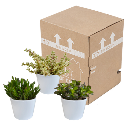Crassula-Mischung 10,5 cm - 3x - in witte pot