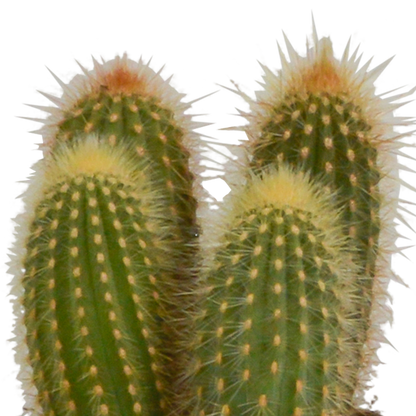 Cereus-Mischung 10,5 cm - 3x - in witte pot