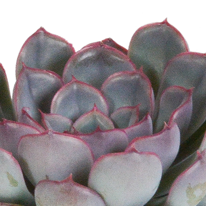Echeveria-Mischung 8,5 cm - 3x - zonder pot