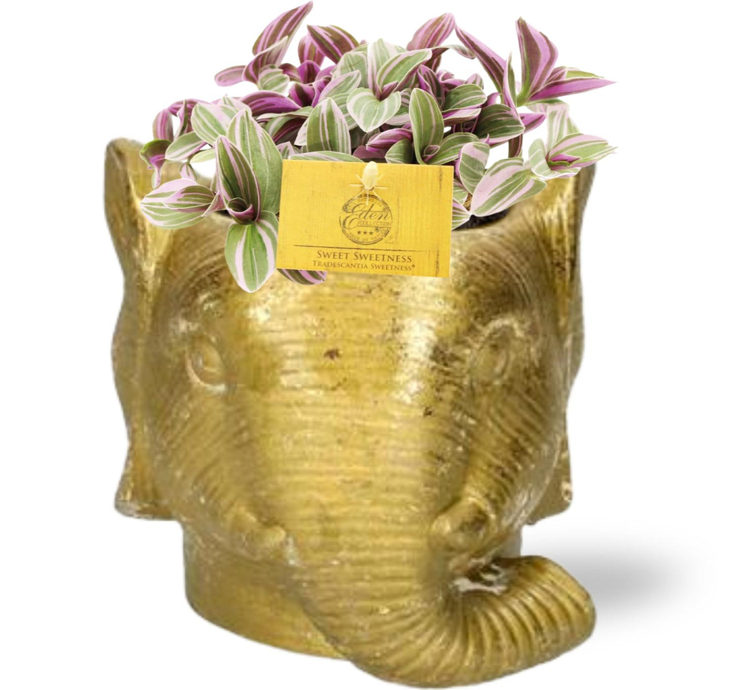 Tradescantia Sweetness - Ø10,5cm - ↕10cm + Planter Olifant D11/12x10cm - Gold
