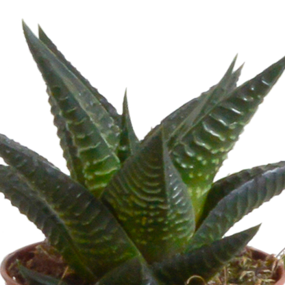 Gasteria/Haworthia-Mischung 5,5cm - in witte pot - 5x