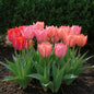 GreenboutiQ - Blumenzwiebeln - Tulpe Pink und Red - Bulbs Hardy Perennial - Farbe Rosa und Rot - 40 Stück - Zwiebelgröße 10/12