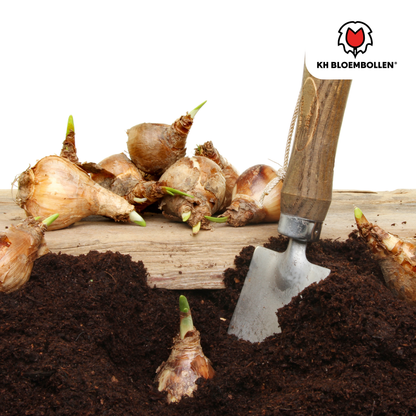 Narcis Tête à Tête 25 stuks