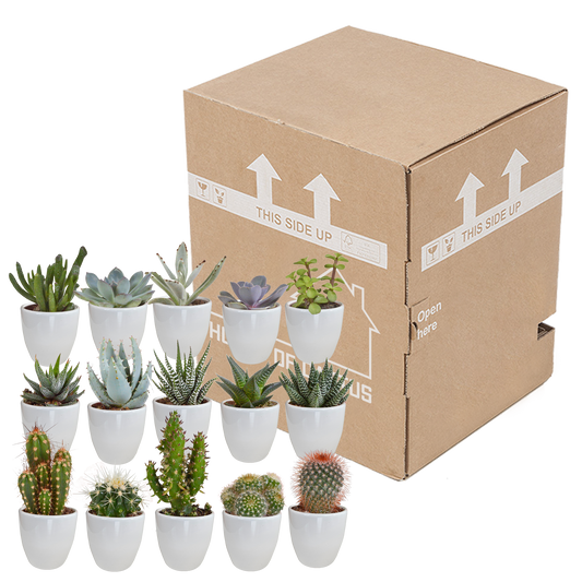 Cactus en vetplanten Mischung 5,5 cm | 15 stück - in witte pot
