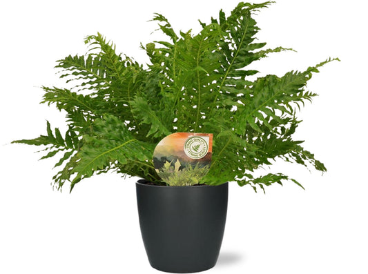 Blechnum Silver Lady - Ø17cm - ↕50cm + Pot Brussels D18x17cm - Anthrazit