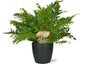 Blechnum Silver Lady - Ø17cm - ↕50cm + Pot Brussels D18x17cm - Anthrazit