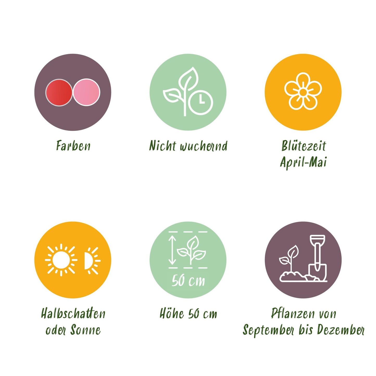 GreenboutiQ - Blumenzwiebeln - Tulpe Pink und Red - Bulbs Hardy Perennial - Farbe Rosa und Rot - 40 Stück - Zwiebelgröße 10/12