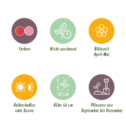 GreenboutiQ - Blumenzwiebeln - Tulpe Pink und Red - Bulbs Hardy Perennial - Farbe Rosa und Rot - 40 Stück - Zwiebelgröße 10/12