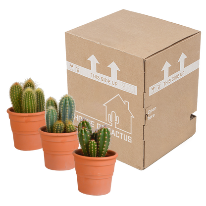 Cereus-Mischung 10,5 cm - 3x - in terracotta pot