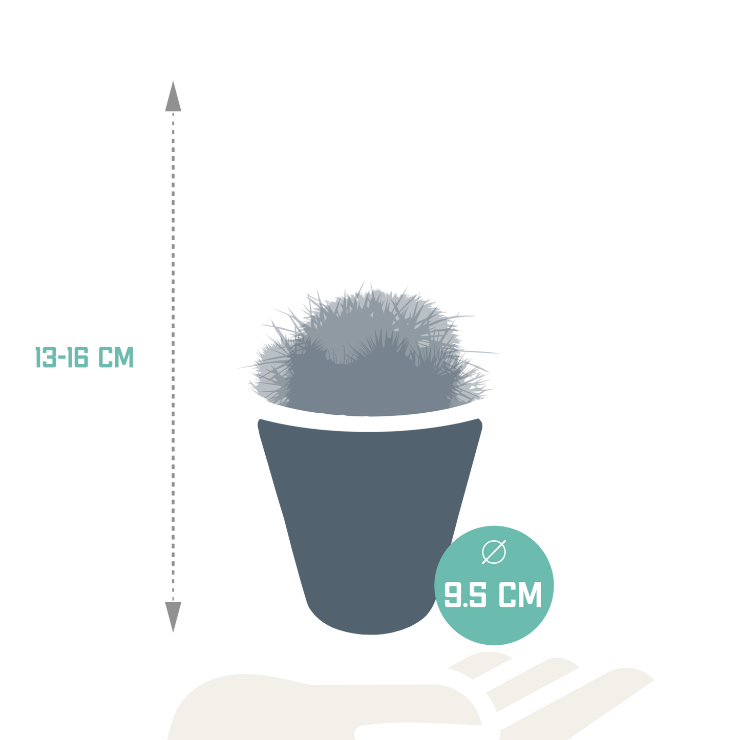 Bolcactus-Mischung 8,5 cm - in witte pot