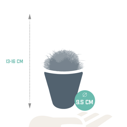 Bolcactus-Mischung 8,5 cm - in witte pot