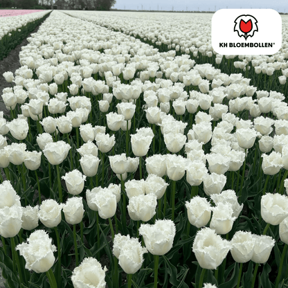 Tulpenbollen Honeymoon – 20 Stuks | KH Bloembollen® | Witte Kartelrand Tulp – Elegant & Uniek – Cadeau voor Tuin of Pot – Maat 11/12 – Vers van de Teler!