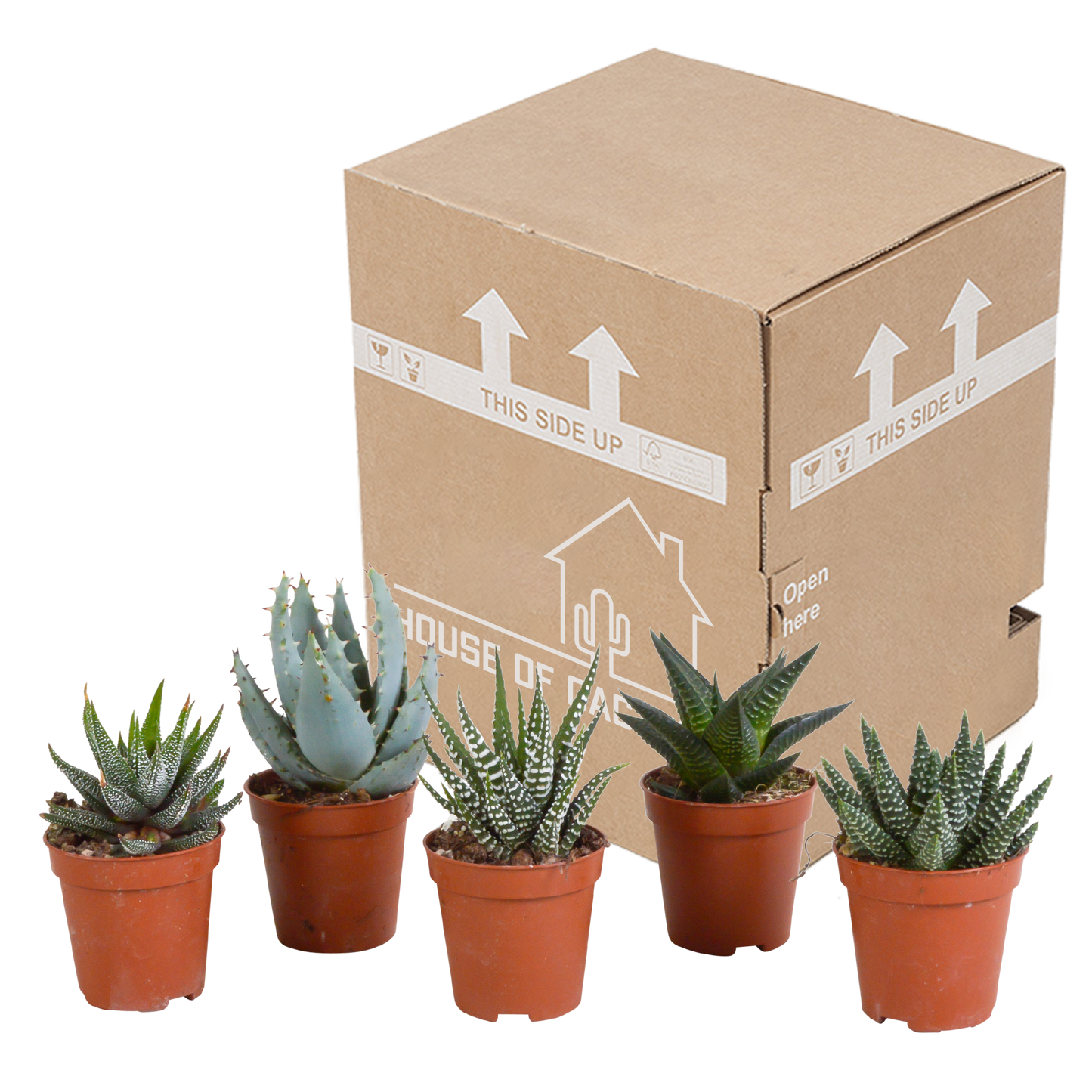 Gasteria/Haworthia-Mischung 5,5cm - zonder pot - 5x