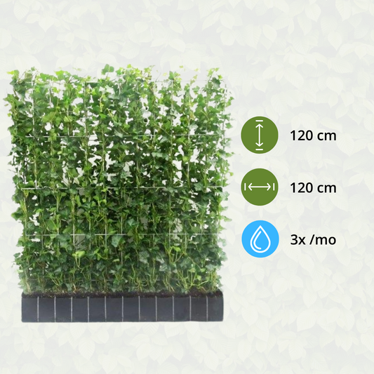 Hedera Hibernica - Efeu - Fertighecke - ↨120 cm