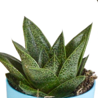 Gasteria/Haworthia-Mischung 5,5cm - 5x - in gekleurde plasticpot