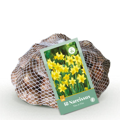 GreenboutiQ - Blumenzwiebeln - Narcis Tete-A-Tete - Bulbs Hardy Perennial - Farbe Gelb - 50 Stück - Zwiebelgröße 10/12