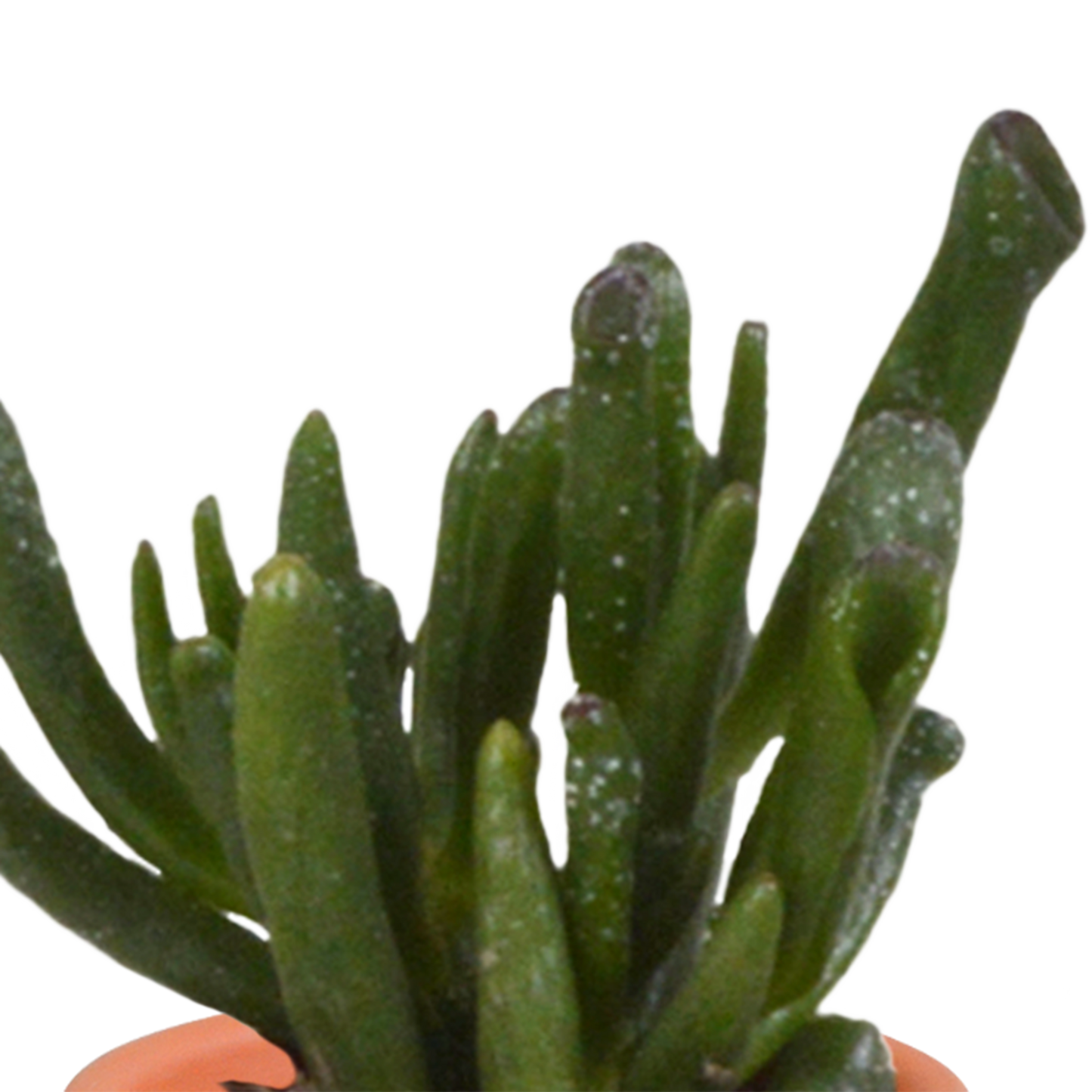 Cactus en vetplanten Mischung 5,5 cm | 15 stück - in terracotta pot
