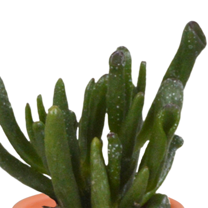 Cactus en vetplanten Mischung 5,5 cm | 15 stück - in terracotta pot