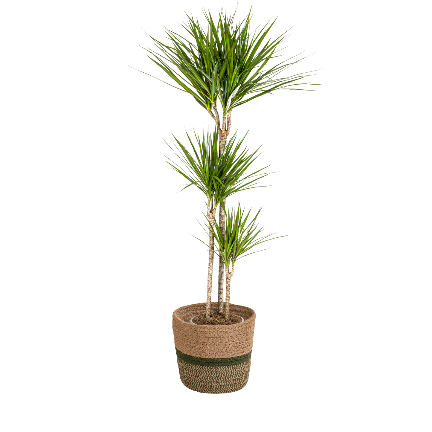 Dracaena Marginata Green mit Korb Ø24cm - ↕130 - 150cm