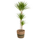 Dracaena Marginata Green mit Korb Ø24cm - ↕130 - 150cm