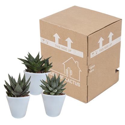 Gasteria/Haworthia-Mischung 8,5cm - 3x - in witte pot