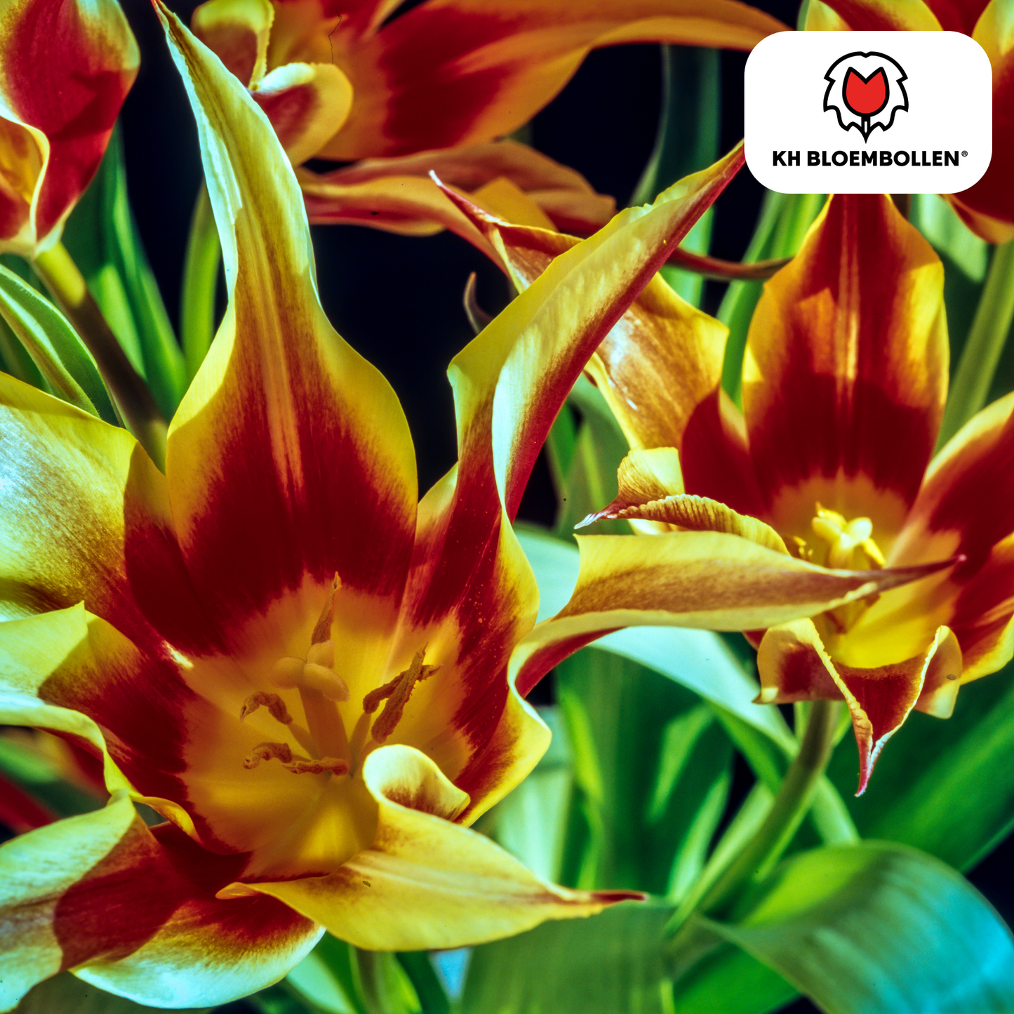 Tulpenbollen Fire Wings – 20 Stuks | KH Bloembollen® | Rood-Geel Gevlamde Tulp – Vurig & Opvallend – Voor Tuin of Pot – Maat 11/12 – Vers van de Teler