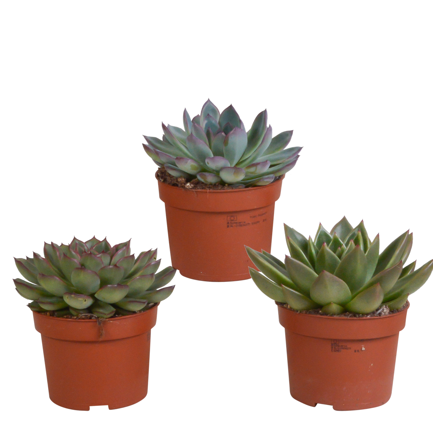 Echeveria-Mix 10,5 cm - 3x - zonder pot