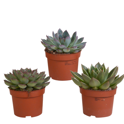 Echeveria-Mix 10,5 cm - 3x - zonder pot