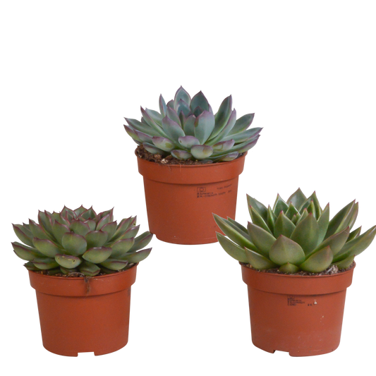 Echeveria-Mix 10,5 cm - 3x - zonder pot