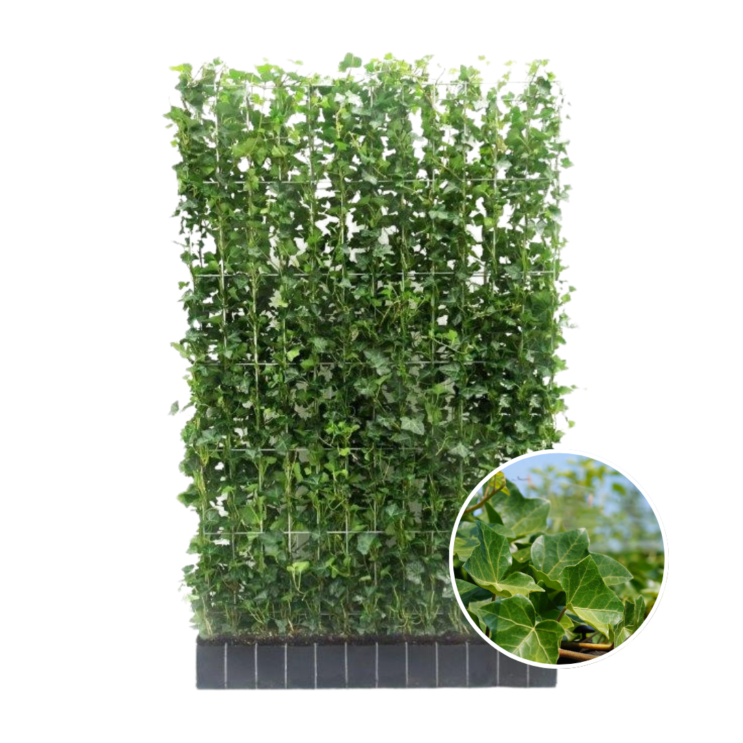 Hedera Hibernica - Efeu - Fertighecke - ↨150 cm