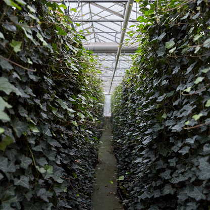 Hedera Hibernica - Efeu - Fertighecke - ↨150 cm