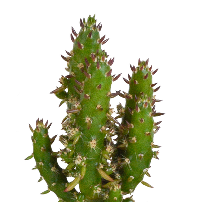 Cactus en vetplanten Mischung 5,5 cm | 15 stück - in terracotta pot