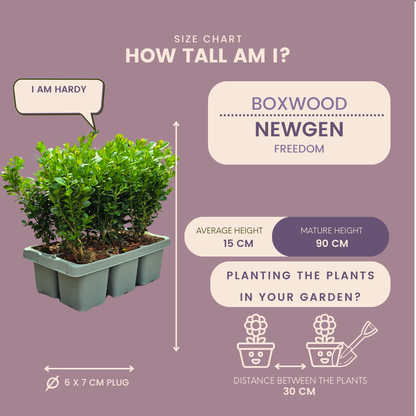 4 x 6er-Pack Buxus NewGen Freedom – Winterharte Immergrüne Sträucher 24 x Ø7 cm - ↕15 cm | Kompakter Buchsbaum
